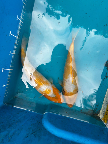 Mixed koi for sale
