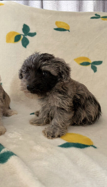 Schnoodle puppies for sale