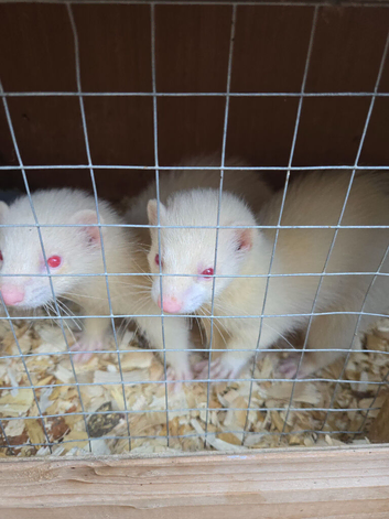 X2 albino hobs looking for home