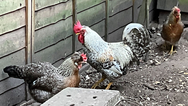 6 Dated FERTILE HATCHING Blue EGGS Pure Breed CREAM CRESTED LEGBAR. Ferndown, Dorset
