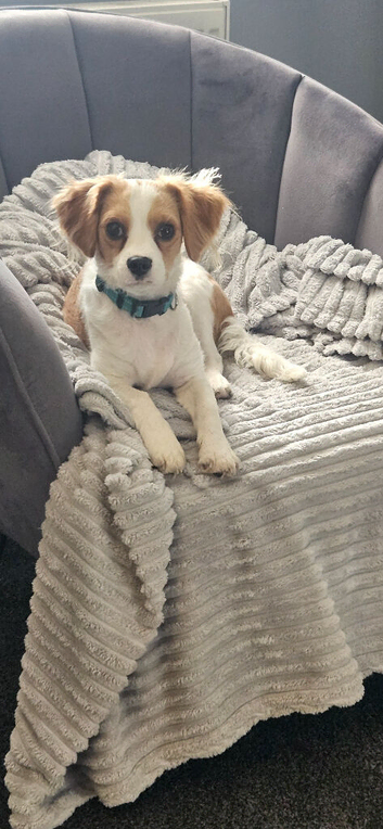 Cavapoo puppy