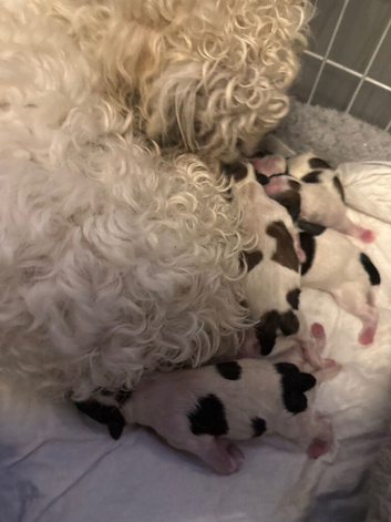 Beautiful Malshie puppies