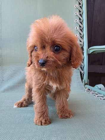 Beautiful Cavapoo Puppies