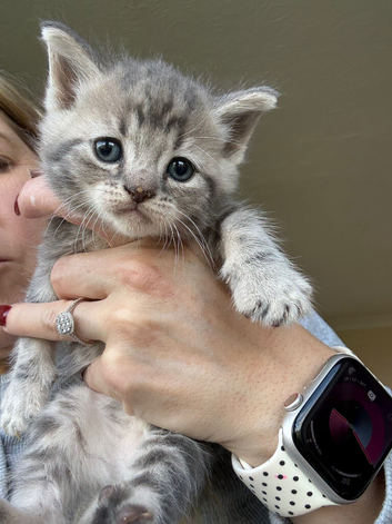 Last 3 kitty's
