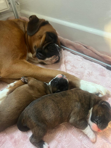 Beautiful boxer puppies