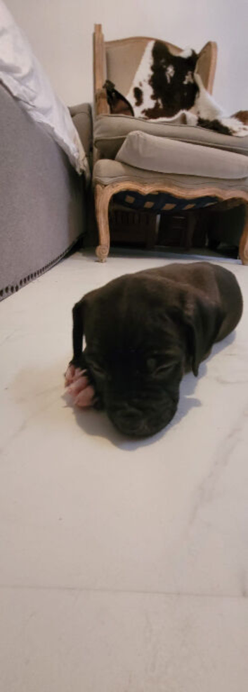 America bully/Staffie puppies for sale