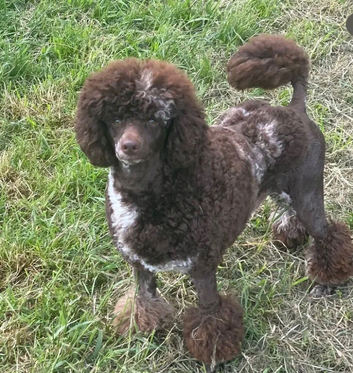 Outstanding F1 Cockerpoo Puppies &ndash; Exceptional Colours &ndash; Raised in Our Family Home
