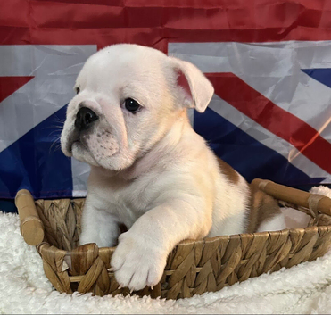 English bulldog gorgeous pups KC registered genuine breed colours
