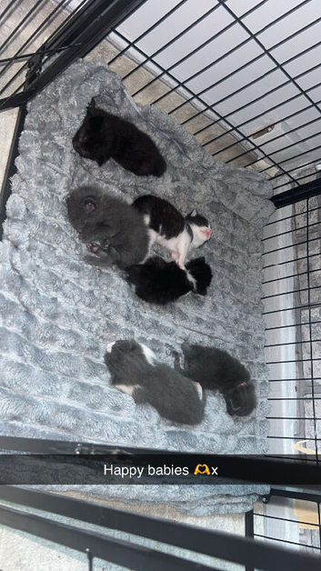 X3 Male British Shorthair Cross Kittens