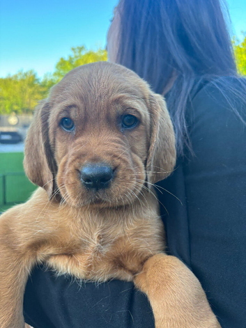 Cockerdor fox red puppies