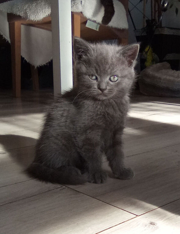 Scottish fold cross