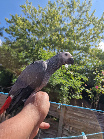 Hand-Reared Baby African Grey Parrot Looking for Forever Home!
