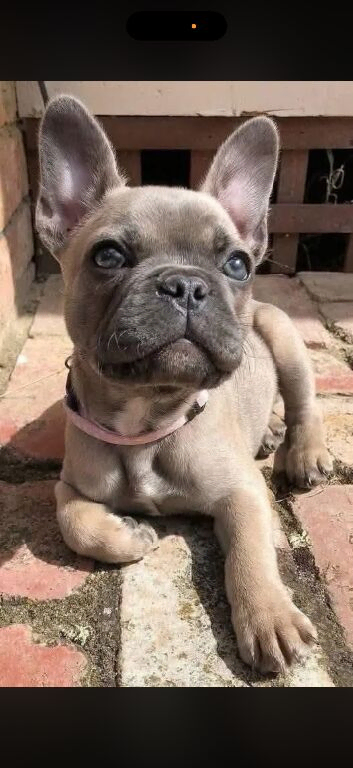 French bull dog