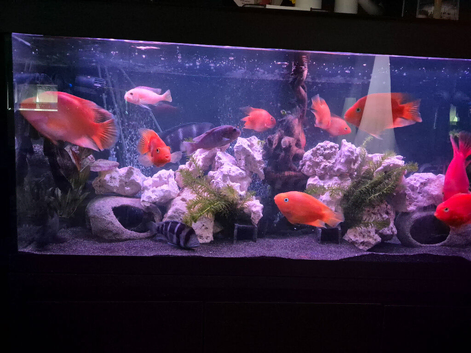 Parrot fish selection