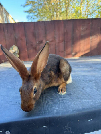 10 week old belguim hares
