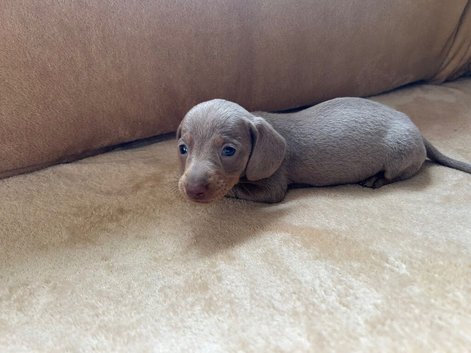 Isabella & tan dachund girl
