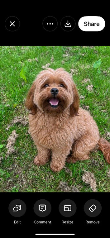 Older Beautiful Cavapoo girl