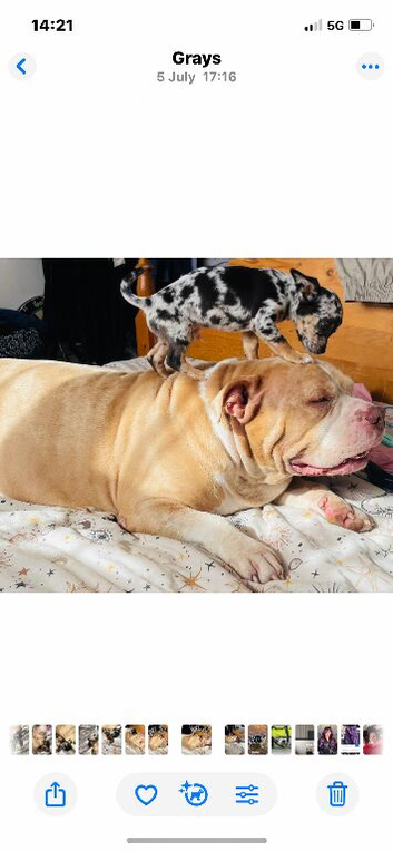 Beautiful MALE MERLE