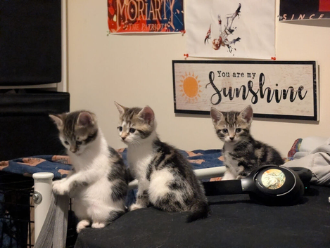 Kittens