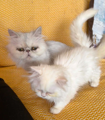 Persian kitten