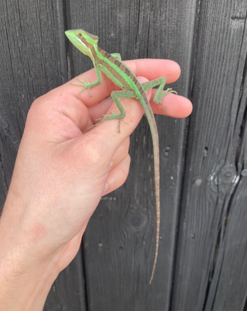 Eastern Casquehead Iguana babies