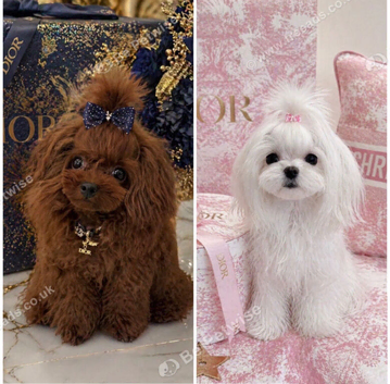 Tiny Asian/Korean F1 Maltipoo Puppies