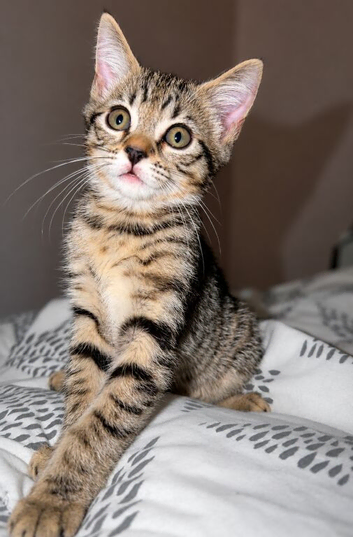 Beautiful kitten ready for their new home