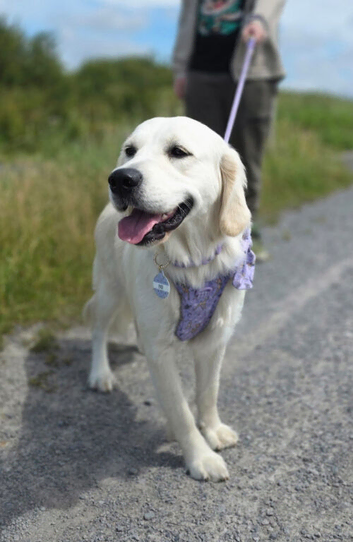 Kc registered Golden retriever female