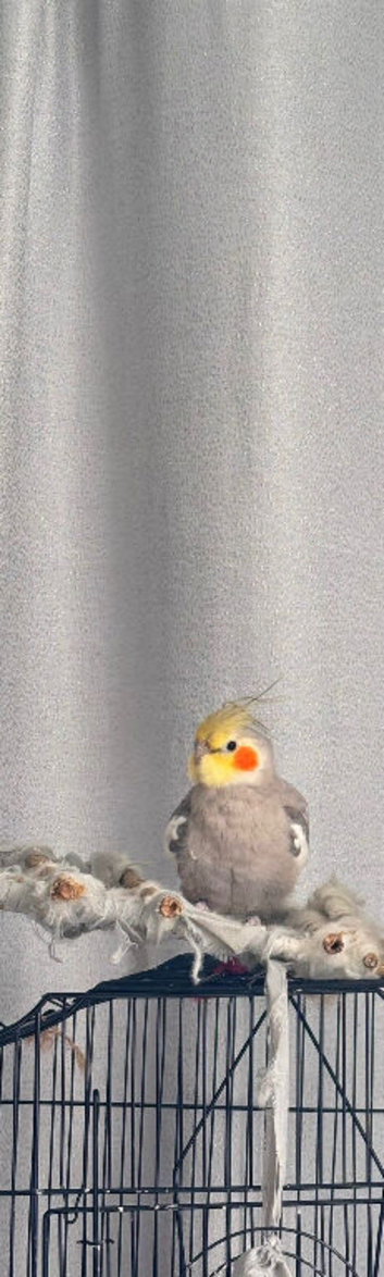 Male cocktail