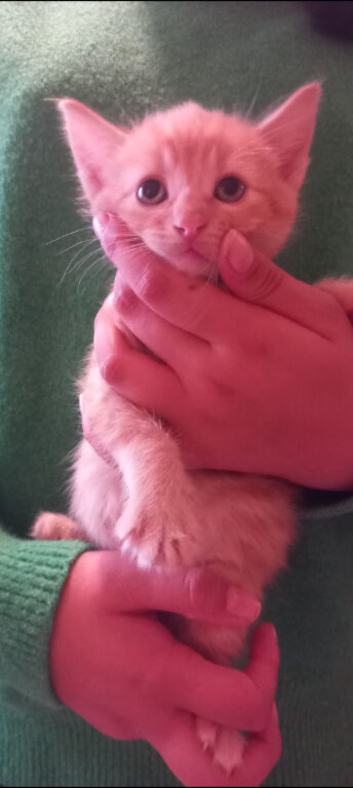 Beautiful male kitten