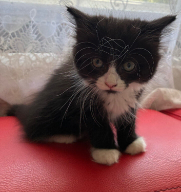 Ragdoll cross kittens