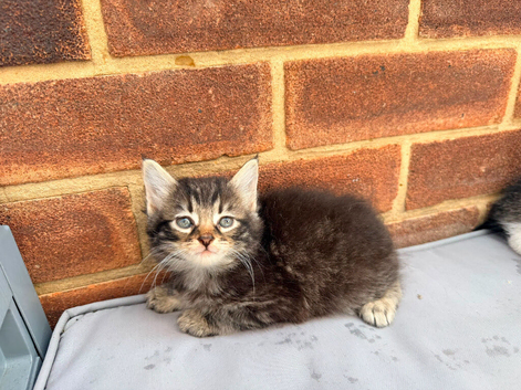 Cute half maincoon kittens
