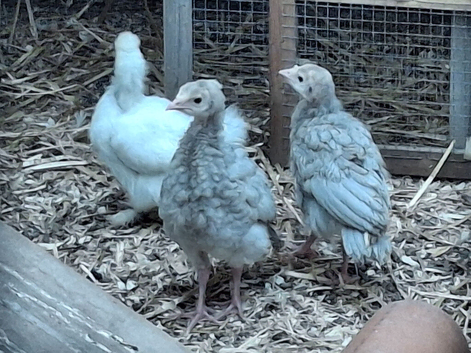 Turkey Poults for sale.  Slate/Bourbon cross