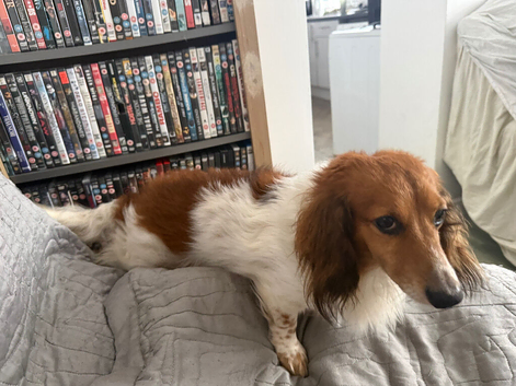 Mail dash hound