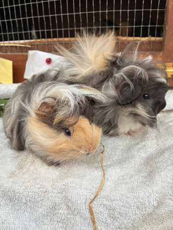 Guinea Pigs - baby brothers