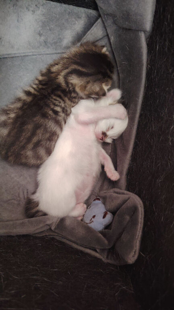 Need Rehoming as soon as possible