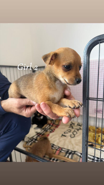 Norfolk terrier x Pomeranian