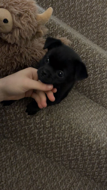 Little Louie & Dougie