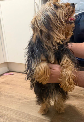 1 year old Female Yorkshire terrier