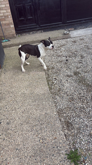 My beautiful Staffordshire bull terrier