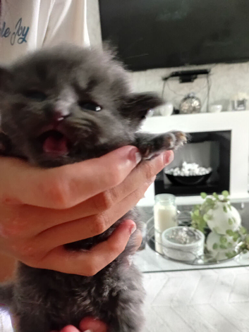 7 little babies 5 girls and 2 boys