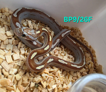 Caramel motley het palmetto corn snake