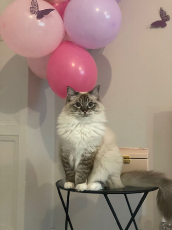 Gorgeous affectionate ragdoll