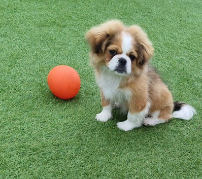 Pekingese cross