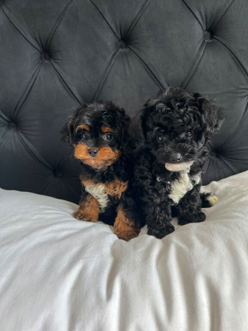 Cavapoo