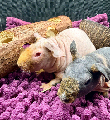 Pair of Skinny Pig Girls - Ready Now