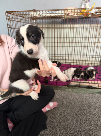 6 amazing puppies ready any time now