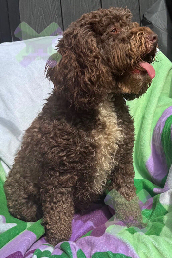 Adult f1 mini cockapoo girl