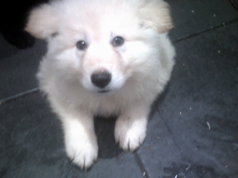 Beautiful K.C. Reg. Black / White German Shepherd Pups