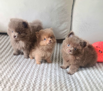 Amazing lilac girls russian line pomeranians